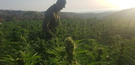 العثور على مشتل مخدرات قرب يانوح واعتقال شخص من يركا